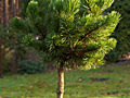 Pinus mugo Beskidy III HB IMG_2851 Sosna kosodrzewina